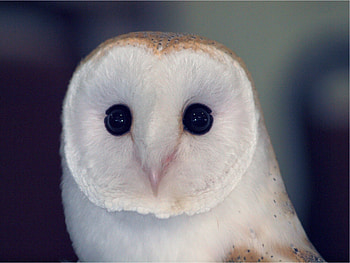 Animals, Owl, Bird, Eyes, Predator, Color, Dangerous, Barn Owl, Sipucha HD wallpaper