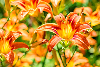 Orange day-lily, garden, beautiful, spring, orange, lily, summer, day, scent, flowers HD wallpaper