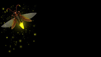 Artwork, Firefly (Insect) HD wallpaper