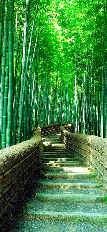 Bamboo , Green bamboo , , Mobile backgrounds HD phone wallpaper