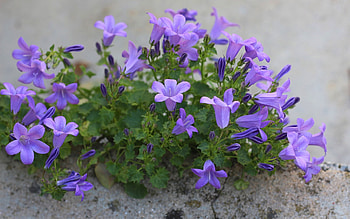 Bellflowers, purple, plants, nature, flowers HD wallpaper