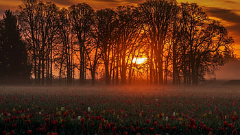 Tulip Field at Dawn, trees, flowers, spring, blossoms, sun HD wallpaper