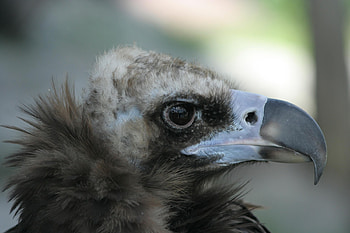 Animals, Beak, Predator, Vulture, Eagle HD wallpaper