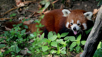 Animals, Trees, Leaves, To Lie Down, Lie, Red Panda HD wallpaper