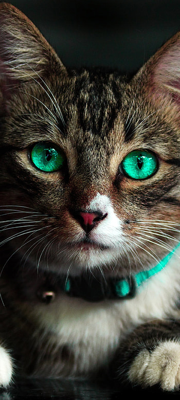 Cat Green Eyes , eye, beautiful, animal, turquoise, , emerald HD phone wallpaper