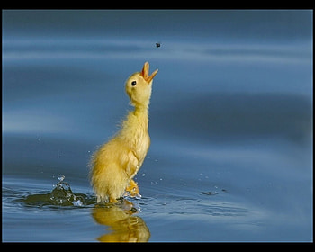 Duck, blue, animal, bird, water HD wallpaper