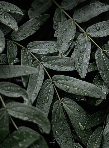 Leaves, Drops, Macro, Wet HD phone wallpaper