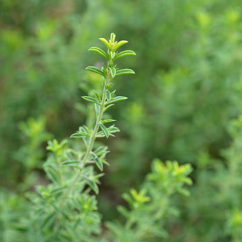 Culinary herb gardening, Winter savory seeds, Heirloom selection HD phone wallpaper