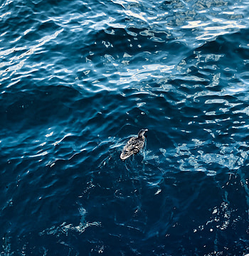 Animals, Water, View From Above, Bird, Ripples, Ripple, Duck HD phone wallpaper