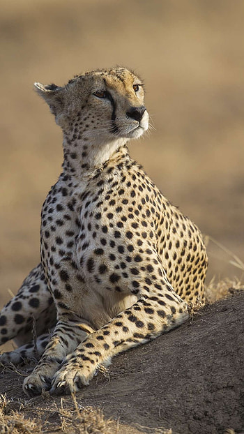 Cheetah, Animal Cheetah HD phone wallpaper