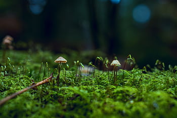 A serene close-up of mushrooms growing on a lush, moss-covered forest floor. HD wallpaper