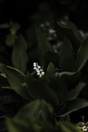 Flowers, Leaves, Lily Of The Valley, Flower, Plant HD phone wallpaper