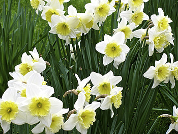 daffodils, garden, white, flowers HD wallpaper