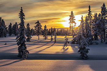 Snow layer, landscape, tree, sunrise, nature HD wallpaper