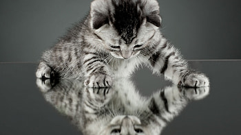 ღ❤ღ, animal, kitten, cute, cat HD wallpaper