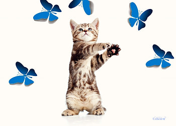 Catching butterflies, blue, kitten, animal, white, by cehenot, cute, cat, pisica, butterfly, funny, card, paw HD wallpaper