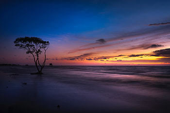 Tree, landscape, beautiful, beach, sunset HD wallpaper
