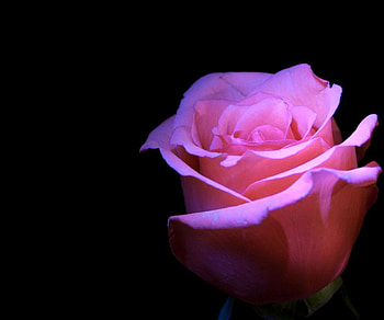 Pink rose, background, rose, pink, dak, flower HD wallpaper