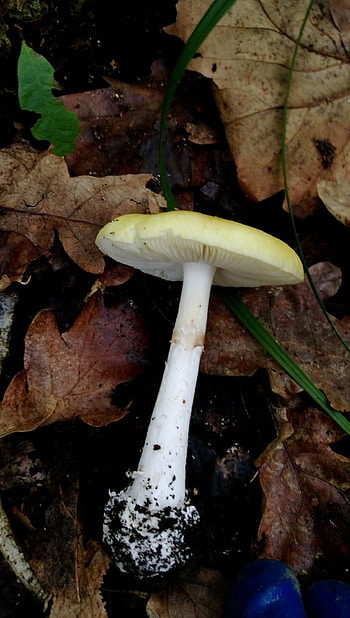 Amanita gemmata, Exannulata spores, Moulds and fungi, Nature's marvels HD phone wallpaper