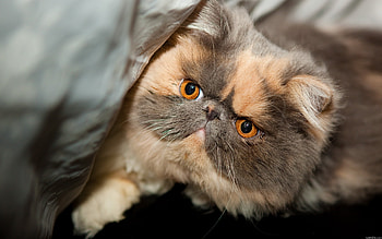 Animals, Cats HD wallpaper