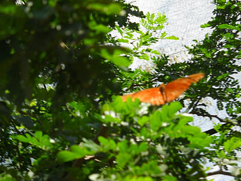 Butterfly, sky, orange, green, tree HD wallpaper