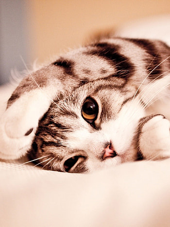 Brown kitten , backgrounds HD phone wallpaper