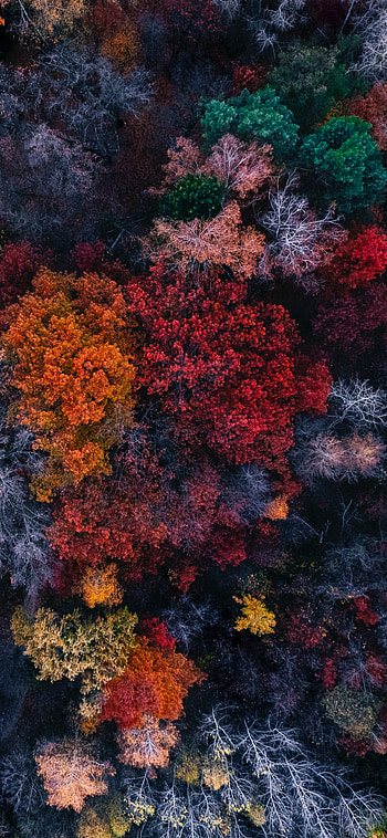 forest, graphy, aerial HD phone wallpaper