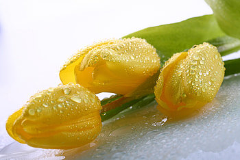 Pretty Tulips, leaves, yellow, drops, easter, tulips, spring, water HD wallpaper