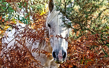 Horse in the forrest, animal, horse, white, forrest HD wallpaper