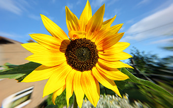 Pure Sunflower, blue, yellow, sky, sunflower, pure HD wallpaper