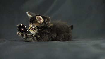 Animals, Cat, Kitty, Kitten, Paws, Claws, Maine Coon, Maine HD wallpaper