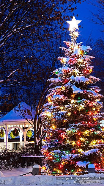 Christmas Lightings, Christmas Tree HD phone wallpaper