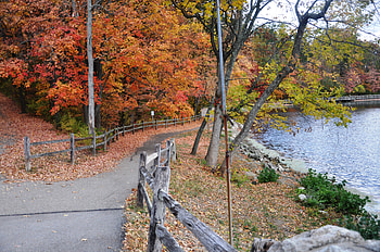 Path By the Lake, colors, lake, park, fence HD wallpaper