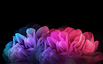 Nice colorful flowers with black background for . Â«Â« HD wallpaper