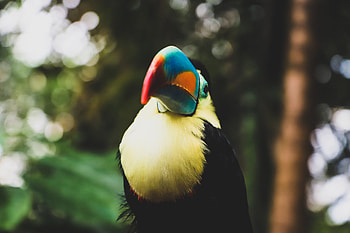 Toucan, colorful, beak, bird HD wallpaper