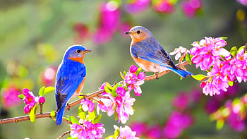 18++ Nature With Bird HD wallpaper