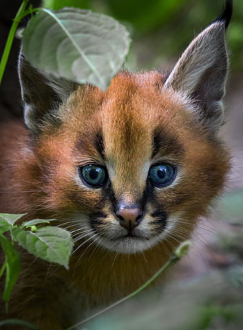 Impressive big cats, Wild cat graphy, Diverse species, Magnificent wildlife HD phone wallpaper