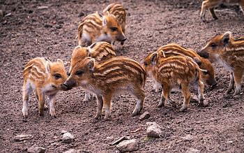 Wild Boar Piglets, piglets, boar, animals, babies, wild HD wallpaper
