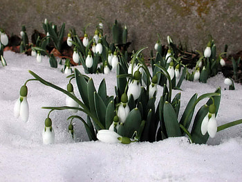 Plants, Flowers, Snow, Snowdrops, Spring HD wallpaper