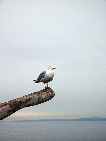 Animals, Horizon, Bird, Gull, Seagull, Beam HD phone wallpaper