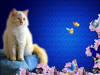 Cat, blue, butterfly, pisici HD wallpaper