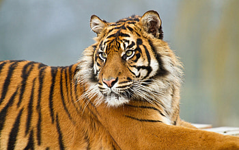 Animals, Striped, Predator, Big Cat, Tiger HD wallpaper