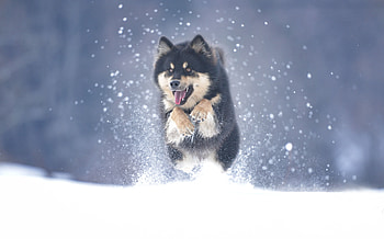 Jump, Alaskan Malamutes HD wallpaper