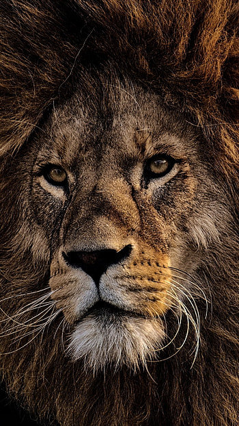 Male Lion, Animal, lion HD phone wallpaper