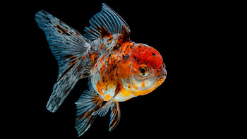 Goldfish, Beautiful , Aquatic beauty HD wallpaper
