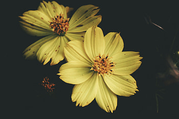 Flowers, Flower, Petals HD wallpaper