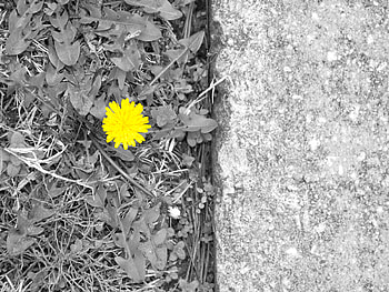 A Lonely Flower, white, black, graphy, flower, road HD wallpaper