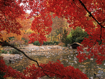 Nature, Birds, Trees, Ducks, Pond HD wallpaper