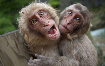 Animals, Monkeys, Couple, Pair, Playful, Scream, Cry HD wallpaper