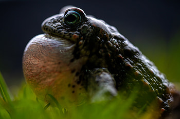 Javier Aznar, Schne und das Biest, Wildlife graphy, Nature's enchantment HD wallpaper